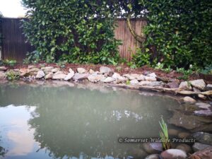 Wildlife Pond - Taunton