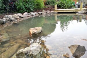 Wildlife Pond - Backwell