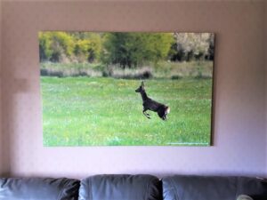 Large Canvas Prints - Springtime Deer
