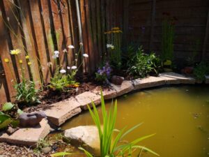 Wildlife Pond - yatton