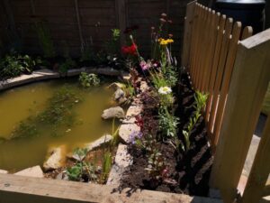 Wildlife Pond - yatton