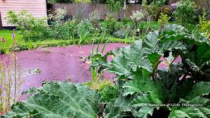 Wildlife Pond - Congresbury