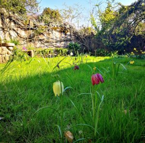Wildflower Lawn in Spring - Wrington