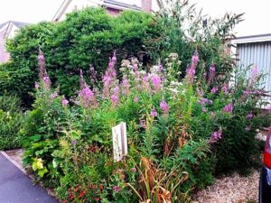 Real Wildlife Planting!!