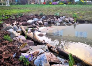 Wildlife Pond - Taunton