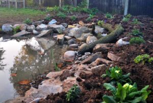 Wildlife Pond - Taunton
