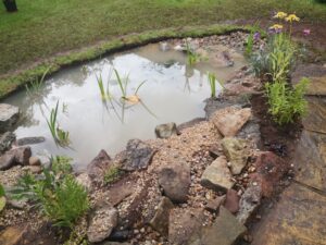 Wildlife Pond - Backwell
