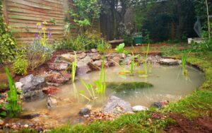 Wildlife Pond - Backwell