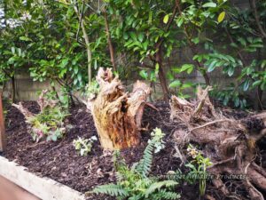 Stumpery - Withywood, Bristol