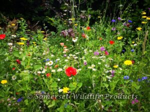 Wildflower Meadow - Withywood