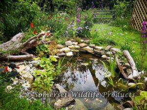 Garden Re-design into Wildlife garden - Withywood, Bristol