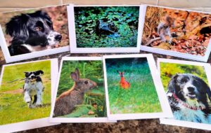 Greeting Cards - Animals Selection