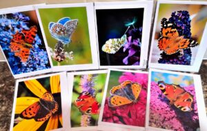 Greeting Cards - Butterfly Selection
