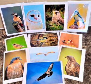 Greeting Cards - Bird Selection