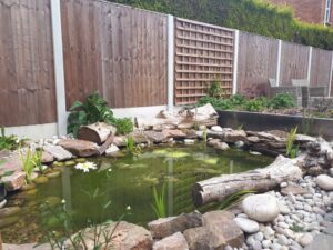 Wildlife Pond - Bridgewater