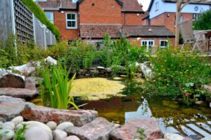 Wildlife Pond - Bridgewater