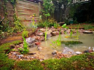 Wildlife Pond