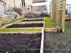 Raised beds in new vegetable garden. Yatton, North Somerset