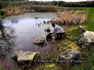 Keeping it in the family, my 14 year old daughter helps to release rescued wildlife into it's new home! Yatton, North Somerset