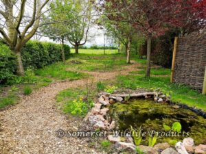 Our Woodland Wildlife Garden is slowly evolving in Yatton, North Somerset
