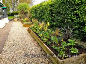 The neglected raised beds now full of plants that will be full of colour come summer time! in Yatton, North Somerset