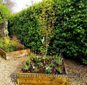 The neglected raised beds now full of plants that will be full of colour come summer time! in Yatton, North Somerset
