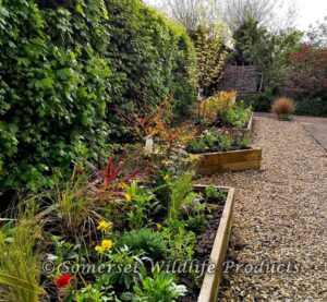 The neglected raised beds now full of plants that will be full of colour come summer time! in Yatton, North Somerset