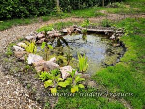 The first of two ponds from our Woodland Wildlife Garden project in Yatton, North Somerset