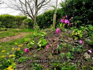 The flower bank slowly starts to grow in our Woodland Wildlife Garden project in Yatton, North Somerset